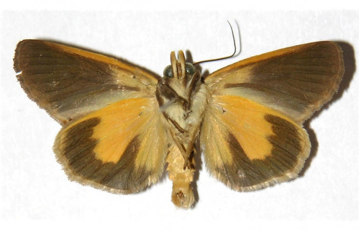 Fig.4. Adulto de <i>Gonodonta nitidimacula</i></i>. En posición ventral. Voucher : 02-SRNP-24190-DHJ312667..jpg.