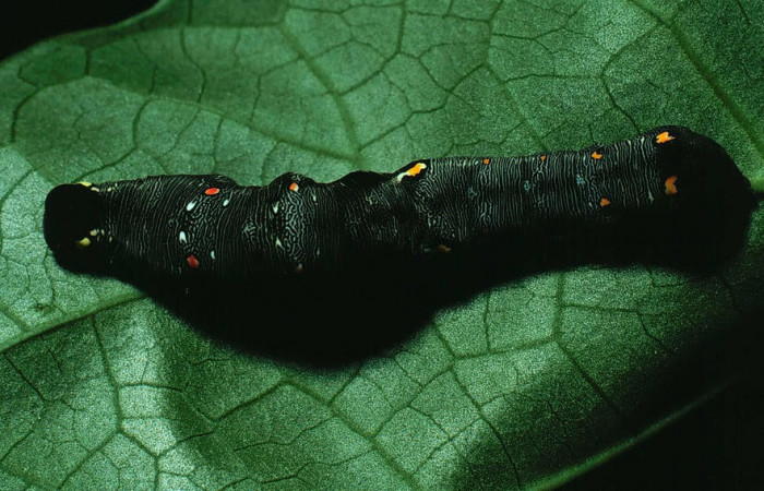 Fig.5 . Larva de <i>Gonodonta nitidimacula</i></i>, en penúltimo estadio de 23 mm de longitud. Voucher : 82-SRNP-433-DHJ4200.jpg.