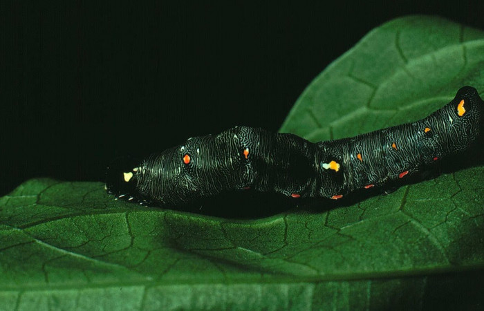Fig.6. Larva de <i>Gonodonta nitidimacula</i></i>, en penúltimo estadio de 23 mm de longitud. Voucher : 82-SRNP-433-DHJ4201.jpg.