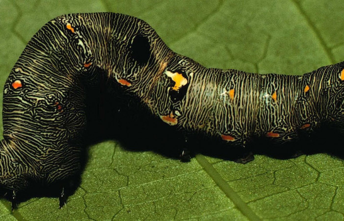 Fig.7. Larva de <i>Gonodonta nitidimacula</i></i>, en último estadio de 40 mm de longitud. Voucher : 98-SRNP-11576-DHJ47513.jpg.