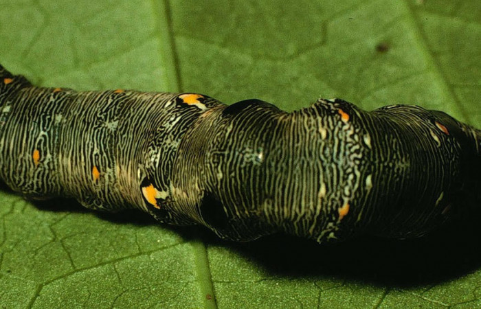 Fig.8. Larva de <i>Gonodonta nitidimacula</i></i>, en último estadio de 40 mm de longitud. Voucher : 98-SRNP-11576-DHJ47514.jpg.