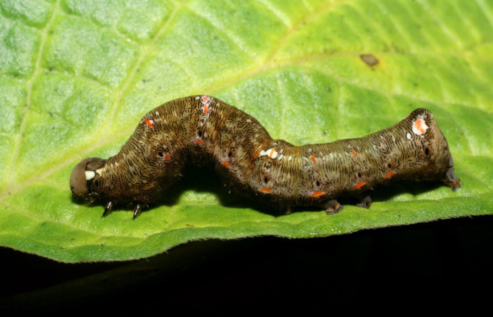 Fig.9. Mostrando casa de larva de <i>Gonodonta incurva</i></i>. Voucher : 08-SRNP-70717-DHJ444074.jpg.