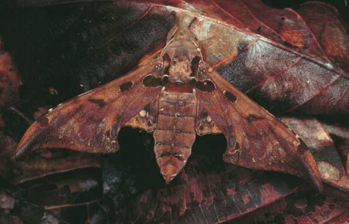 Fig. 01. Fotografía testigo de su presencia en Costa Rica, vista dorsal. <i>Orecta venedictoffae</i></i> (Sphingidae), fotografía James Sogaard 1998, Estación Pitilla, Area Conservación Guanacaste. Voucher: O_venedictoffae-DHJ30186.jpg.