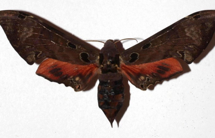 Fig. 02. Adulto de <i>Orecta venedictoffae</i></i> (Sphingidae), vista dorsal, Voucher: 17-SRNP-73263-DHJ932760.jpg.
