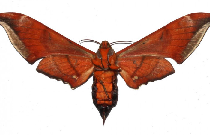 Fig. 03. Adulto de <i>Orecta venedictoffae</i></i> (Sphingidae), vista ventral, Voucher: 17-SRNP-73263-DHJ932761.jpg.