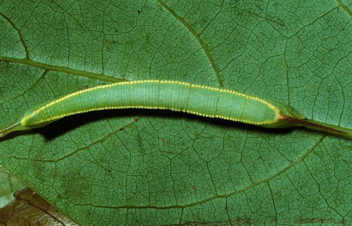 Fig. 05. Larva de <i>Adhemarius fulvescens</i></i> (Sphingidae), Segundo estadío, mudando a tercer estadío,  36mm de longitud, vista dorsal. Voucher: 02-SRNP-9999-DHJ67840.jpg. 
