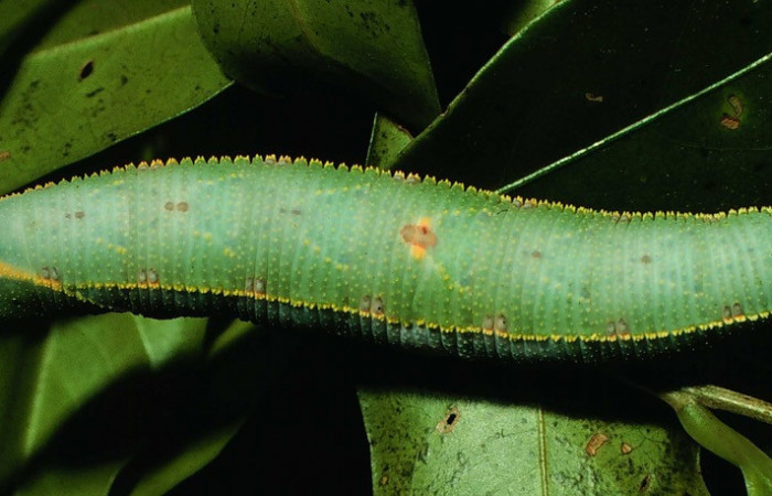 Fig. 06. Larva de <i>Adhemarius fulvescens</i></i> (Sphingidae), ultimo estadío, 75mm de longitud, vista dorsal. Voucher: 97-SRNP-1223-DHJ41125.jpg.