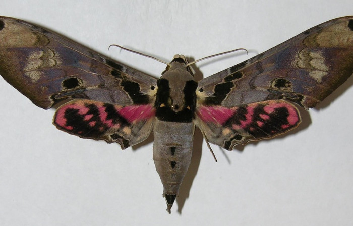 Fig. 07. Adulto de <i>Adhemarius gannascus</i></i> (Sphingidae), vista dorsal, 122mm de envergadura. Voucher: 06-SRNP-5793-DHJ347164.jpg.