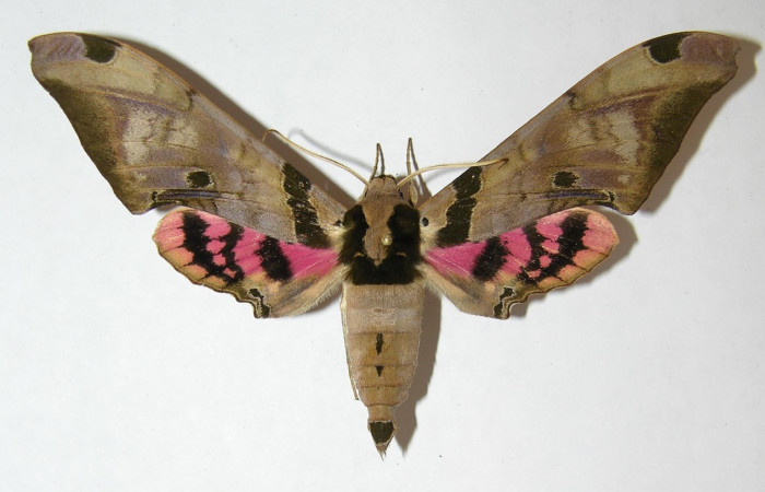 Fig. 08. Adulto de <i>Adhemarius fulvescens</i></i> (Sphingidae), macho,  vista dorsal, 93cm de envergadura. Voucher: 09-SRNP-36447-DHJ513672.jpg.