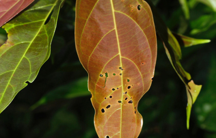 Fig. 09. Hoja de <i>Nectandra hihua</i></i> (Lauraceae), planta hospedera de <i>Orecta venedictoffae</i></i> (Sphingidae), rebrote de hoja vista por el haz.