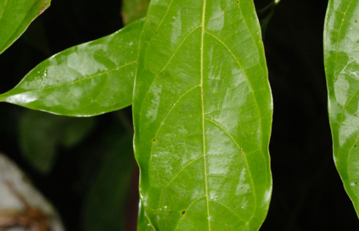 	Fig. 10. Hoja de <i>Nectandra hihua</i></i> (Lauraceae), planta hospedera de <i>Orecta venedictoffae</i></i> (Sphingidae), hoja vista por el haz.