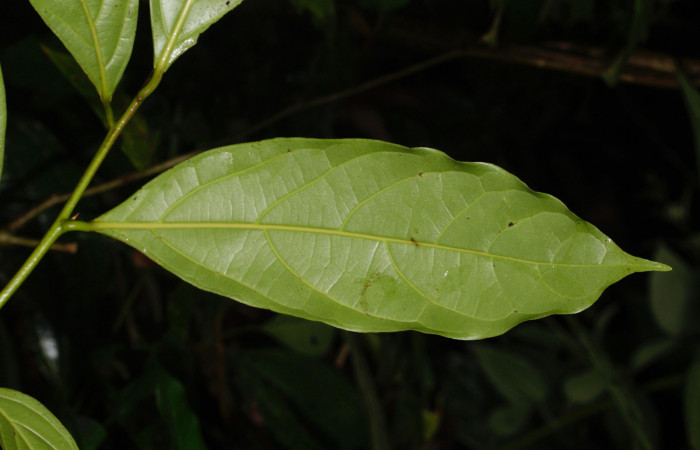 	Fig. 11. Hoja de <i>Nectandra hihua</i></i> (Lauraceae), planta hospedera de <i>Orecta venedictoffae</i></i> (Sphingidae), hoja vista por el envés.