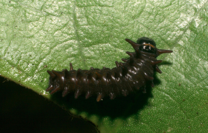 Figura 5. Vista dorsal. <i>Battus polydamas</i></i> (Papilionidae), larva en segundo estadío 14 mm. Foto: 9/agosto/2005.Voucher: 05-SRNP-33203-DHJ405436.jpg.