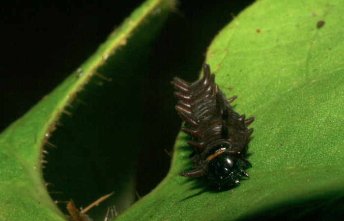 Figura 6. Cabeza de frente. <i>Battus polydamas</i></i> (Papilionidae), larva en segundo estadío 14 mm. Foto: 9/agosto/2005.Voucher: 05-SRNP-33203-DHJ405437.jpg.