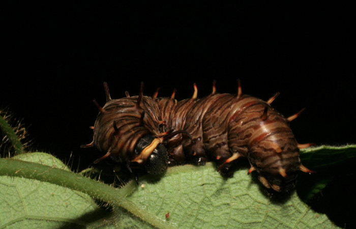 Figura 9. Vista lateral. <i>Battus polydamas</i></i> (Papilionidae), larva en último estadío café claro 43 mm. Foto: 23/agosto/2005.Voucher: 05-SRNP-33203-DHJ405441.jpg.