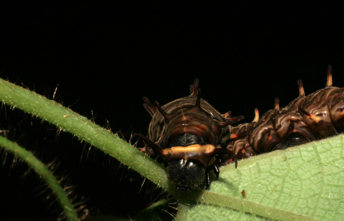 Figura 11. Cabeza de frente. <i>Battus polydamas</i></i> (Papilionidae), larva en último estadío 43 mm. Foto: 23/agosto/2005.Voucher: 05-SRNP-33203-DHJ405442.jpg.