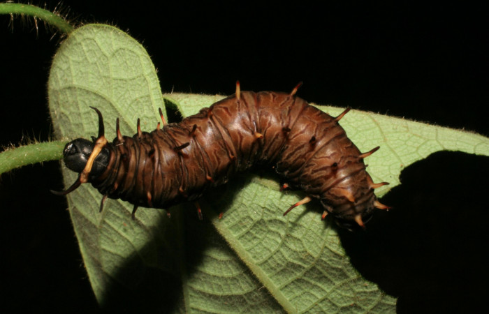 Figura 10. Vista dorsal. <i>Battus polydamas</i></i> (Papilionidae), larva en último estadío 43 mm. Foto: 23/agosto/2005.Voucher: 05-SRNP-33203-DHJ405445.jpg.