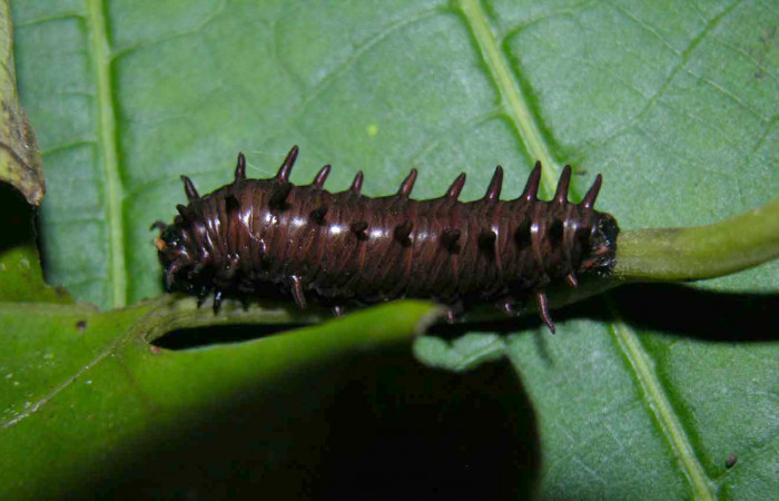 Figura 7. Vista lateral. <i>Battus polydamas</i></i> (Papilionidae), larva en penúltino estadío 27 mm. Foto: 19/agosto/2005.Voucher: 05-SRNP-33204-DHJ405447.jpg.
