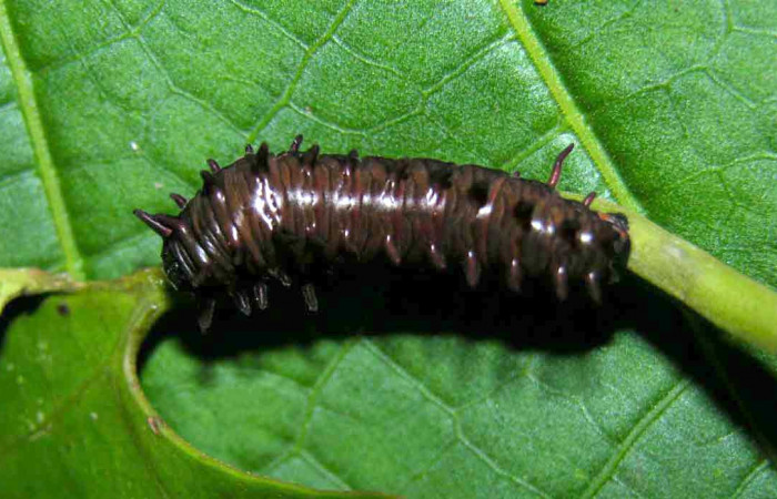 Figura 8. Vista dorsal. <i>Battus polydamas</i></i> (Papilionidae), larva en penúltino estadío 27 mm. Foto: 19/agosto/2005.Voucher: 05-SRNP-33204-DHJ405448.jpg.