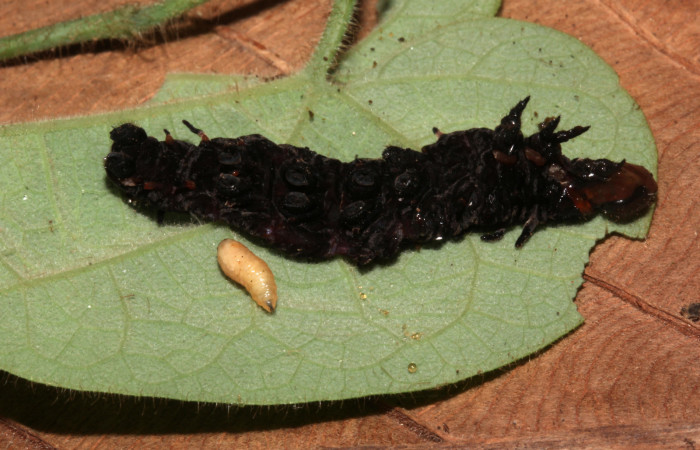 Figura 16. Restos de <i>Battus polydamas</i></i> (Papilionidae). Vista dorsal de larva en último estadío, 32 mm y larva de parásito color amarillo 8 mm. Voucher: 17-SRNP-32588-DHJ743109.jpg.