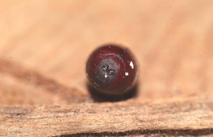 Figura 18. Pupario de parásito 6mm longitud. Voucher: 17-SRNP-32588-DHJ743114.jpg.