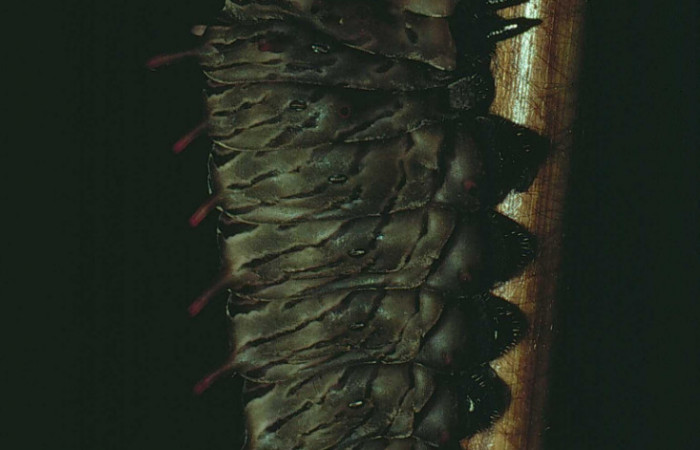 Figura 12. Prepupa de <i>Battus polydamas</i></i> (Papilionidae). Pupa lateral. Foto 07/Junio/1980. Voucher: 80-SRNP-82-DHJ1064.jpg.