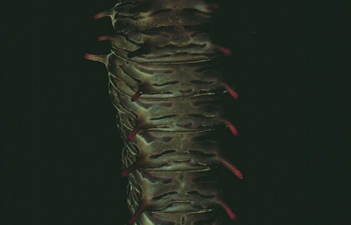Figura 13. Prepupa de <i>Battus polydamas</i></i> (Papilionidae). Pupa dorsal. Foto 07/Junio/1980. Voucher: 80-SRNP-82-DHJ1065.jpg.