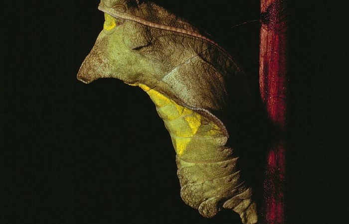 Figura 14. Pupa de <i>Battus polydamas</i></i> (Papilionidae). Pupa lateral. Foto 12/Junio/1980. Voucher: 80-SRNP-82-DHJ1067.jpg.