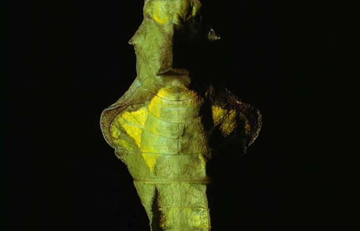 Figura 15. Pupa de <i>Battus polydamas</i></i> (Papilionidae). Pupa dorsal. Foto 12/Junio/1980. Voucher: 80-SRNP-82-DHJ1068.jpg.