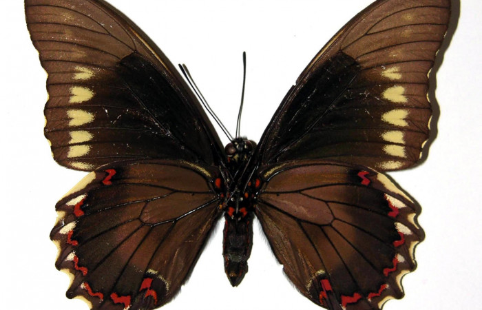 Figura 4. Vista ventral de la hembra. <i>Battus polydamas</i></i> (Papilionidae).  envergadura alar 80 mm. Voucher: 89-SRNP-527-DHJ97311.jpg.
