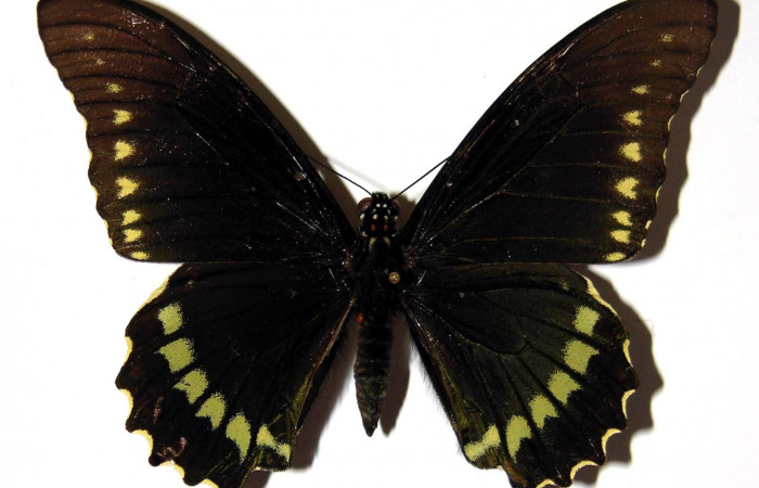 Figura 1. Vista dorsal del macho. <i>Battus polydamas</i></i> (Papilionidae).  envergadura alar 80 mm. Voucher: 90-SRNP-498-DHJ97308.jpg.