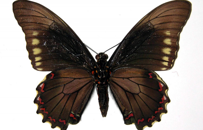 Figura 2. Vista ventral del macho. <i>Battus polydamas</i></i> (Papilionidae), envergadura alar 80 mm. Voucher: 90-SRNP-498-DHJ97309.jpg.