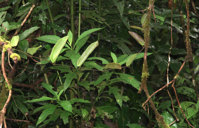 Figura 20. Planta hospedera <i>Aristolochia tonduzii</i></i> (Aristolochiaceae), <i>Battus polydamas</i></i> (Papilionidae),20 Octubre 2018 en el Sendero Cuestona. Foto: Freddy A. Quesada Quesada.