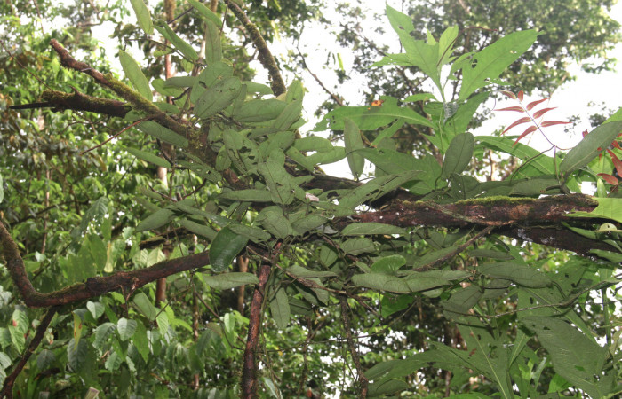 Figura 19. Planta hospedera <i>Aristolochia tonduzii</i></i> (Aristolochiaceae), <i>Battus polydamas</i></i> (Papilionidae), 20 Octubre 2018 en el Sendero Cuestona. Foto: Freddy A. Quesada Quesada.