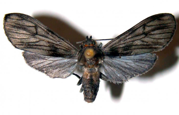 Figura 9. Adulto de <i>Hyaleucerea morosa</i></i> (Erebidae), vista dorsal, localidad Río Blanco Abajo, Sector San Cristóbal ACG (500m). Voucher: 00-SRNP-1165-DHJ38860.jpg.