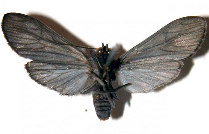 Figura 10. Adulto de <i>Hyaleucerea morosa</i></i> (Erebidae), vista ventral, localidad Río Blanco Abajo, Sector Pitilla San Cristóbal ACG (500m). Voucher: 00-SRNP-1165-DHJ38861.jpg.