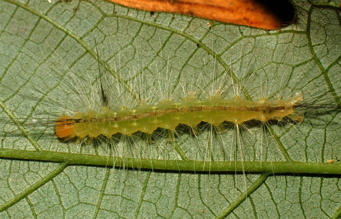 Figura 1. Larva <i>Hyaleucerea morosa</i></i> (Erebidae), vista dorsal, localidad Río Blanco Abajo, Sector San Cristóbal ACG (500m). Voucher: 00-SRNP-12174-DHJ55093.jpg.