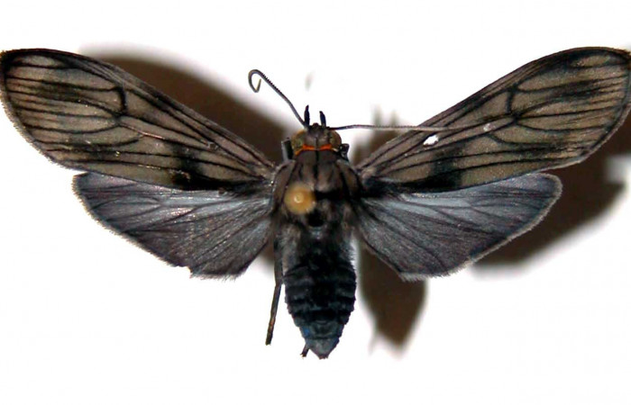 Figura 7. Adulto de <i>Hyaleucerea morosa</i></i> (Erebidae), vista dorsal, localidad Río Blanco Abajo, Sector San Cristóbal ACG (500m). Voucher: 00-SRNP-941-DHJ38854.jpg.