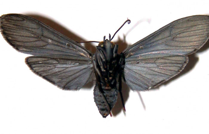 Figura 8. Adulto de <i>Hyaleucerea morosa</i></i> (Erebidae), vista ventral, localidad Río Blanco Abajo, Sector San Cristóbal ACG (500m). Voucher: 00-SRNP-941-DHJ38855.jpg.
