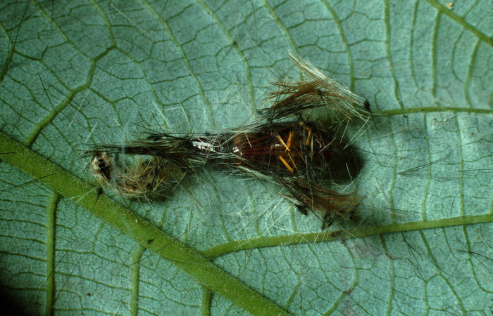 Figura 6. Pupa de <i>Hyaleucerea morosa</i></i> (Erebidae), vista dorsal, localidad Río Blanco Abajo, Sector San Cristóbal ACG (500m). Voucher: 02-SRNP-3779-DHJ67533.jpg.