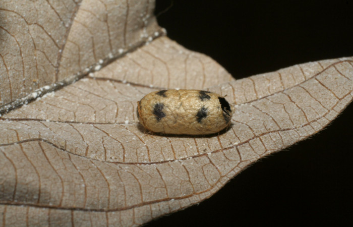 Figura 13. Restos de capullo de parásito <i>Casinaria</i></i> CAS-04/09DHJ01 (Ichneumonidae) que ataca <i>Hyaleucerea morosa</i></i> (Erebidae), localidad Garzasol, Sector Rincón Rain Forest ACG (400m). Voucher: 04-SRNP-42070-DHJ420393.jpg.