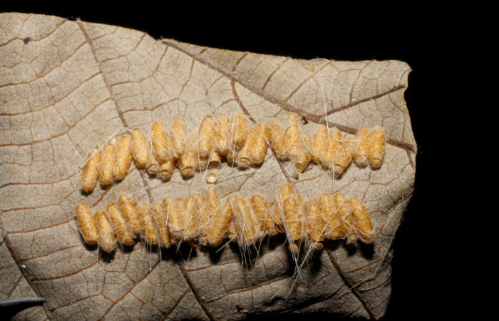 Figura 12. Capullo de parásito <i>Glyptapanteles ianyarrowi</i></i> (Braconidae) que ataca  <i>Hyaleucerea morosa</i></i> (Erebidae), vista dorsal, localidad Quebrada Escondida Sector Rincón Rain Forest ACG (420m). Voucher: 06-SRNP-42448-DHJ436634.jpg.