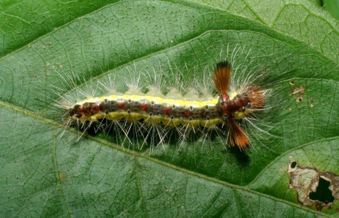 Figura 14. Larva <i>Hyaleucerea</i></i> Janzen01 (Erebidae), último estadío (U) vista dorsal, localidad Sendero Aguacate, Sector Mundo Nuevo ACG (335m). Voucher: 06-SRNP-58271-DHJ417954.jpg.