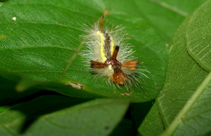 Figura 15. Larva <i>Hyaleucerea</i></i> Janzen01 (Erebidae), último estadío (U) vista frontal, localidad Sendero Aguacate, Sector Mundo Nuevo ACG (335m). Voucher: 06-SRNP-58271-DHJ417956.jpg.