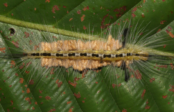 Figura 11. Larva <i>Hyaleucerea morosa</i></i> (Erebidae), con capullos de parásito <i>Glyptapanteles ianyarrowi</i></i> (Braconidae), localidad Sendero Memos, Sector Pitilla ACG (740m). Voucher: 18-SRNP-30917-DHJ744337.jpg.