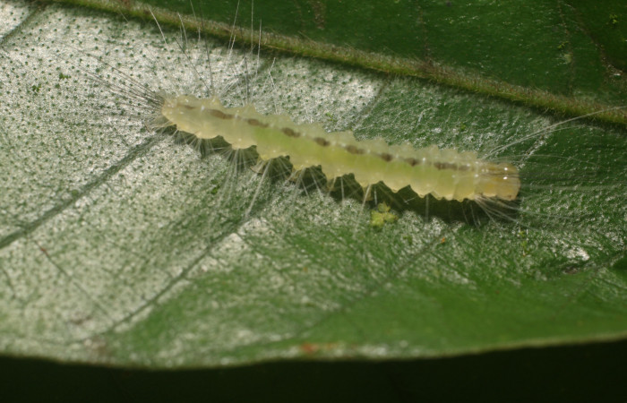 Figura 2. Larva <i>Hyaleucerea morosa</i></i> (Erebidae), tercer estadío (PPU) vista dorsal, localidad Flecha, Sector Rincón Rain Forest ACG (491m). Voucher: 18-SRNP-80339-DHJ714789.jpg.