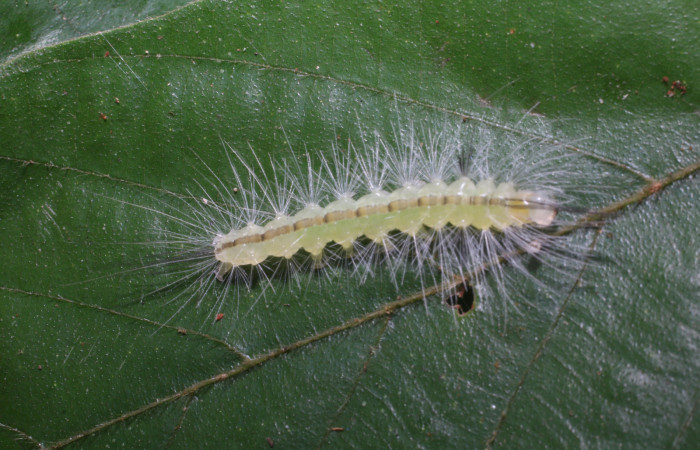Figura 3. Larva <i>Hyaleucerea morosa</i></i> (Erebidae), penúltimo estadío (PU) vista dorsal, localidad Flecha, Sector Rincón Rain Forest ACG (491m). Voucher: 18-SRNP-80339-DHJ714856.jpg.