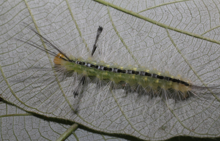 Figura 4. Larva <i>Hyaleucerea morosa</i></i> (Erebidae), último estadío (U) vista dorsal, localidad Flecha, Sector Rincón Rain Forest ACG (491m). Voucher: 18-SRNP-80339-DHJ714893.jpg.