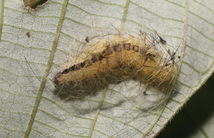 Figura 5. Prepupa de <i>Hyaleucerea morosa</i></i> (Erebidae), vista dorsal, localidad Flecha, Sector Rincón Rain Forest ACG (491m). Voucher: 18-SRNP-80339-DHJ714908.jpg.