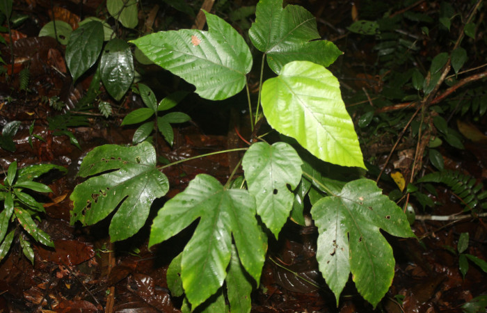 Figura 16. Planta hospedera de <i>Hyaleucerea morosa</i></i> (Erebidae), esta planta se llama <i>Pourouma bicolor</i></i> (Urticaceae), localidad Sendero Manguera Estación Biológica Quica, Sector Pitilla ACG (470m), foto: Ricardo Calero 27 Junio 2022. 
